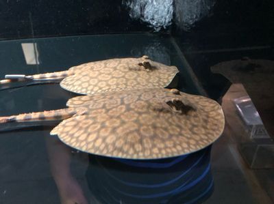 魟魚灰盤什么意思：\"魟魚灰盤\"是指魟魚的一種體色特征