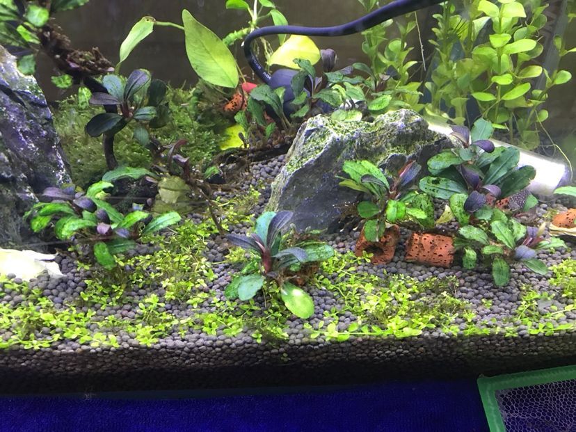諸城市繁榮路華子精品店 全國水族館企業名錄 第2張 諸城市繁榮路華子精品店 諸城市繁榮路華子精品店 全國水族館企業名錄 第2張