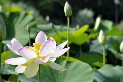 祥龍藍珀金龍魚日常養護方法：金龍魚對水質的要求比較高，需要保持水質清潔、無毒素 祥龍藍珀金龍魚日常養護方法：金龍魚對水質的要求比較高，需要保持水質清潔、無毒素 金龍魚百科 第4張