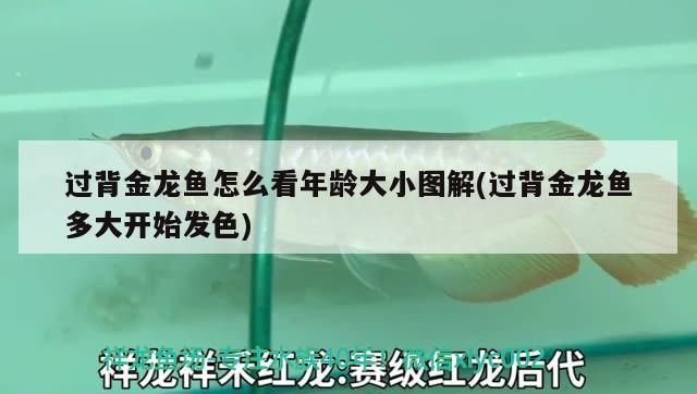 過背金龍魚怎么看年齡大小圖解(過背金龍魚多大開始發色)