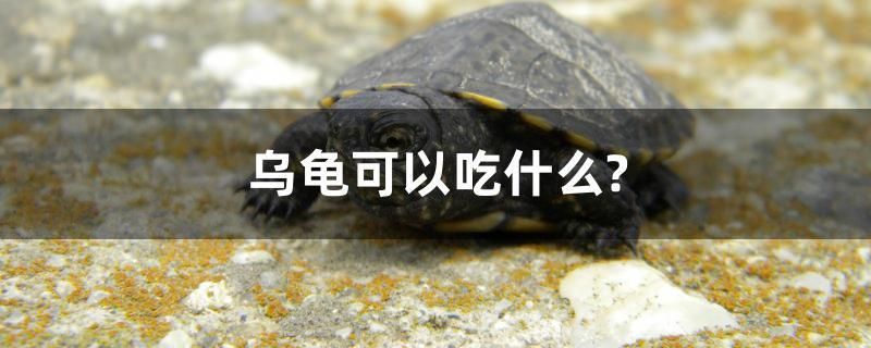烏龜可以吃什么？