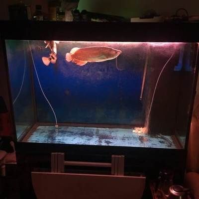 紅龍魚缸底色不均勻怎么回事