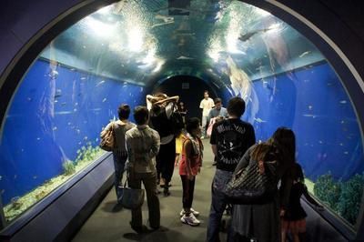 水族館的發展：中國水族館行業發展迅猛