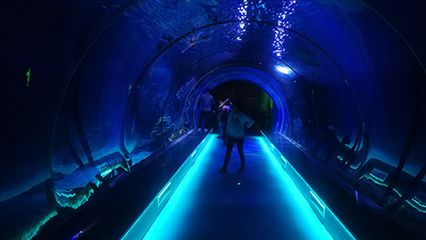 水族館的發展：中國水族館行業發展迅猛