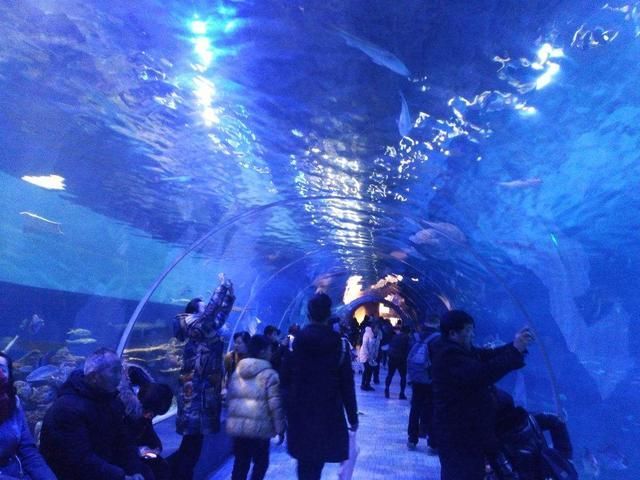 水族館的發展：中國水族館行業發展迅猛