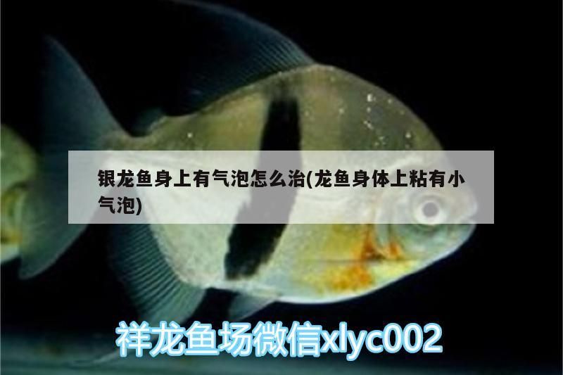 銀龍魚身上有氣泡怎么治(龍魚身體上粘有小氣泡)