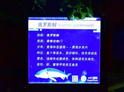 水族館特點：上海海洋水族館科研成果有哪些應用水族館互動體驗項目介紹