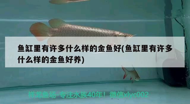 魚缸里有許多什么樣的金魚好(魚缸里有許多什么樣的金魚好養)