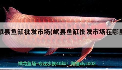 岷縣魚缸批發市場(岷縣魚缸批發市場在哪里)