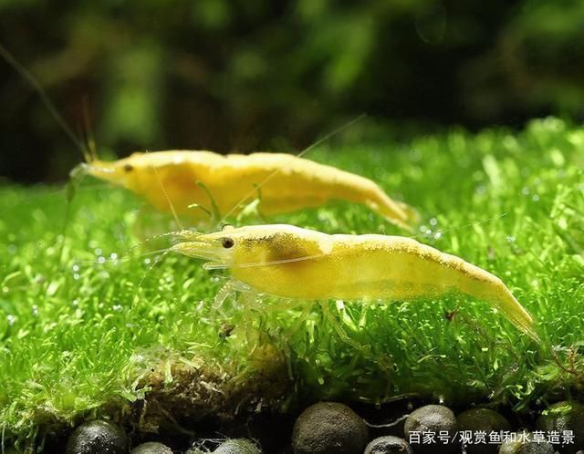 可麗愛魚缸咋樣（可麗愛魚缸咋樣?）