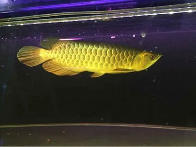 魟魚龍魚虎魚會打架嗎：魟魚、龍魚、虎魚會打架嗎，養魚愛好者需要了解它們各自的性格特點