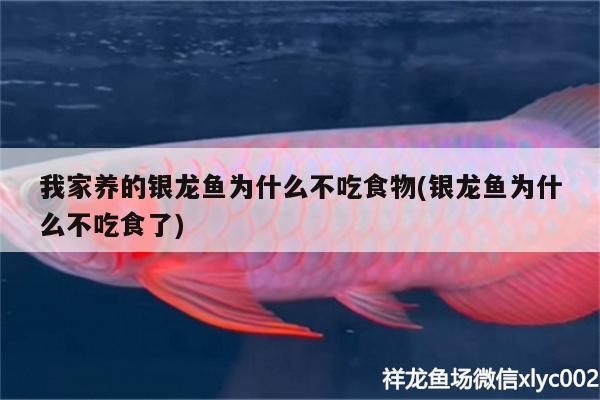 我家養的銀龍魚為什么不吃食物(銀龍魚為什么不吃食了)