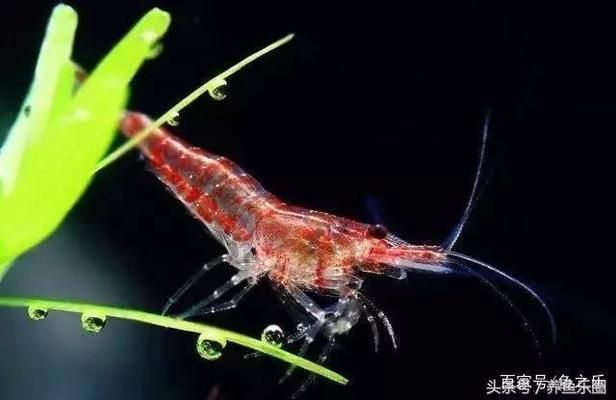 愛唯希魚缸和1號魚缸的區別圖片對比（愛唯希魚缸和1號魚缸的區別圖片對比）