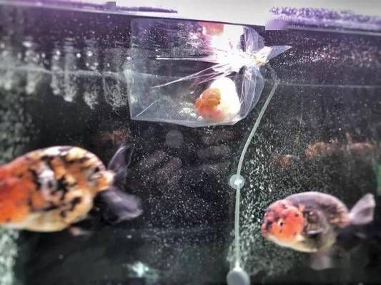 魚缸水發白用硝化細菌可以嗎有毒嗎,如何快速建立硝化細菌群落魚缸水質檢測的最佳方法 魚缸百科 第4張 魚缸水發白用硝化細菌可以嗎有毒嗎,如何快速建立硝化細菌群落魚缸水質檢測的最佳方法 魚缸水發白用硝化細菌可以嗎有毒嗎,如何快速建立硝化細菌群落魚缸水質檢測的最佳方法 魚缸百科 第4張