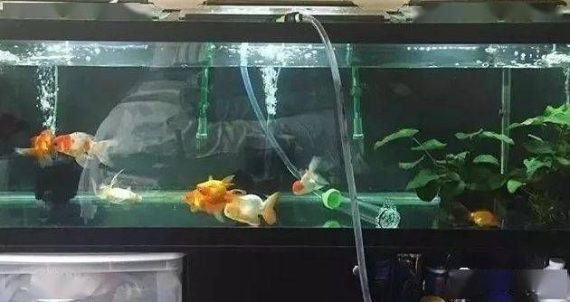 魚缸水發白用硝化細菌可以嗎有毒嗎,如何快速建立硝化細菌群落魚缸水質檢測的最佳方法 魚缸百科 第3張 魚缸水發白用硝化細菌可以嗎有毒嗎,如何快速建立硝化細菌群落魚缸水質檢測的最佳方法 魚缸水發白用硝化細菌可以嗎有毒嗎,如何快速建立硝化細菌群落魚缸水質檢測的最佳方法 魚缸百科 第3張