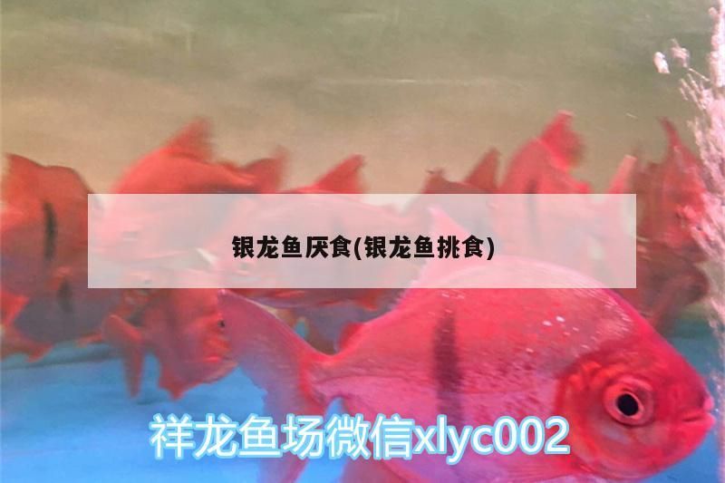 銀龍魚厭食(銀龍魚挑食)