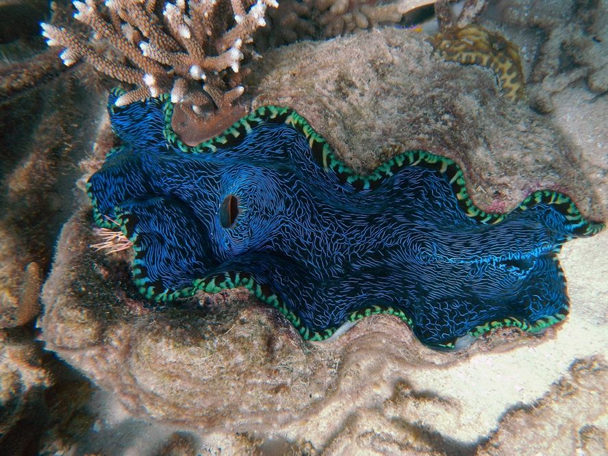 孔雀魚的顏色越來越深（孔雀魚為什么顏色變深）