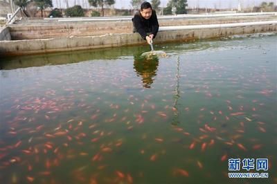 觀賞魚趨勢（全球觀賞魚市場規模將繼續擴大觀賞魚市場的發展趨勢）