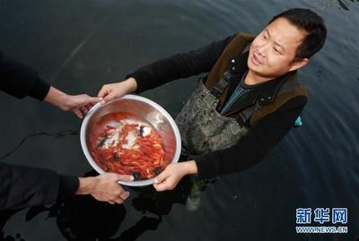 觀賞魚趨勢（全球觀賞魚市場規(guī)模將繼續(xù)擴(kuò)大觀賞魚市場的發(fā)展趨勢） 觀賞魚趨勢（全球觀賞魚市場規(guī)模將繼續(xù)擴(kuò)大觀賞魚市場的發(fā)展趨勢） 創(chuàng)寧水族 第4張