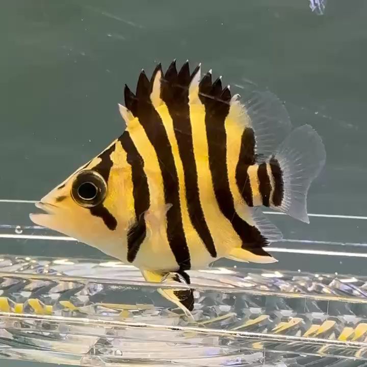 福虎王 福虎王 龍魚論壇