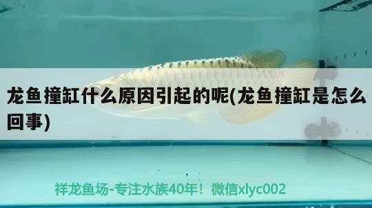 龍魚(yú)撞缸什么原因引起的呢(龍魚(yú)撞缸是怎么回事)
