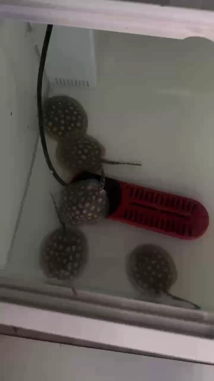 自己生的皇冠小魚，狀態(tài)不錯