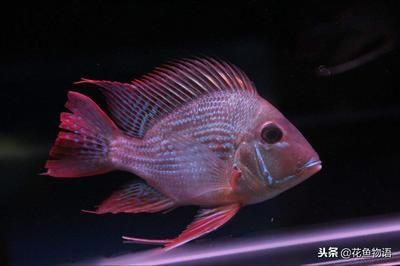 元寶鳳凰魚怎么養(yǎng)的好一點(diǎn)呢圖片欣賞：元寶鳳凰魚的飼養(yǎng)方法