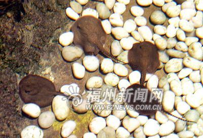 魟魚一天喂幾頓飼料：關于魟魚的喂食頻率，我們可以得出以下信息