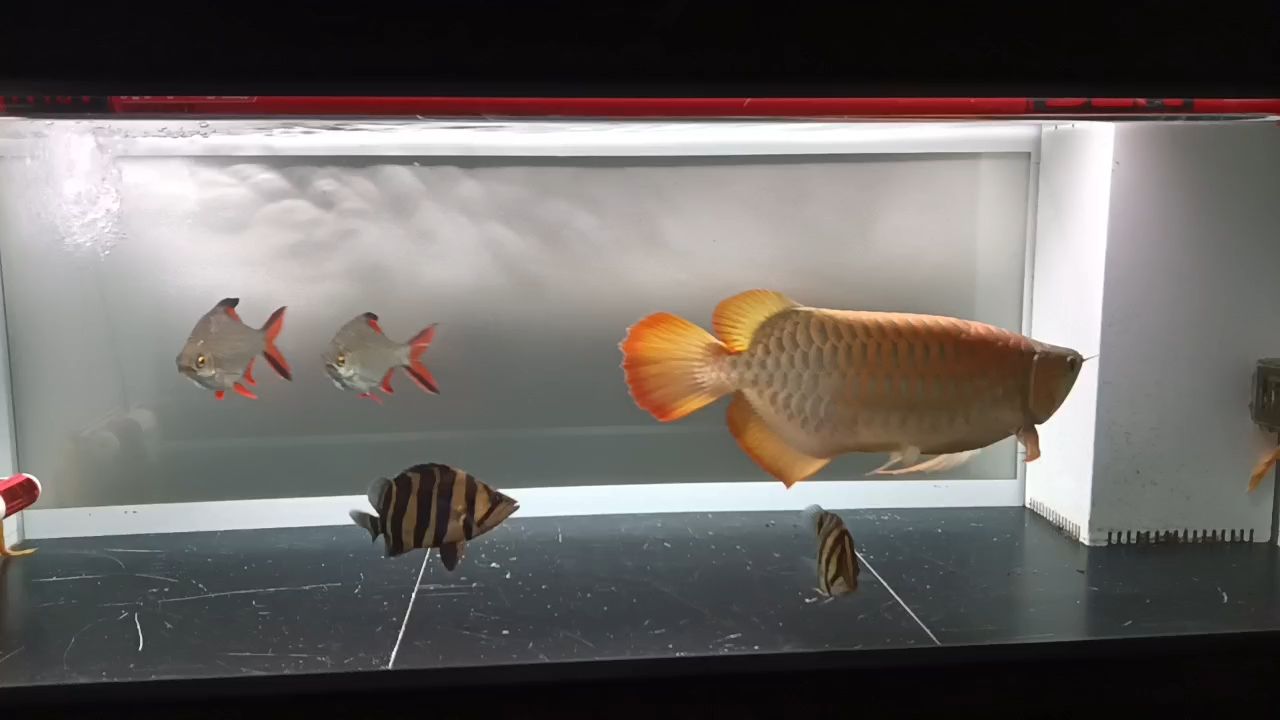 一年4個月了，打卡一下。變紅了不少，鱗片很厚發(fā)色面積也很大[ciya][ciya][ciya]