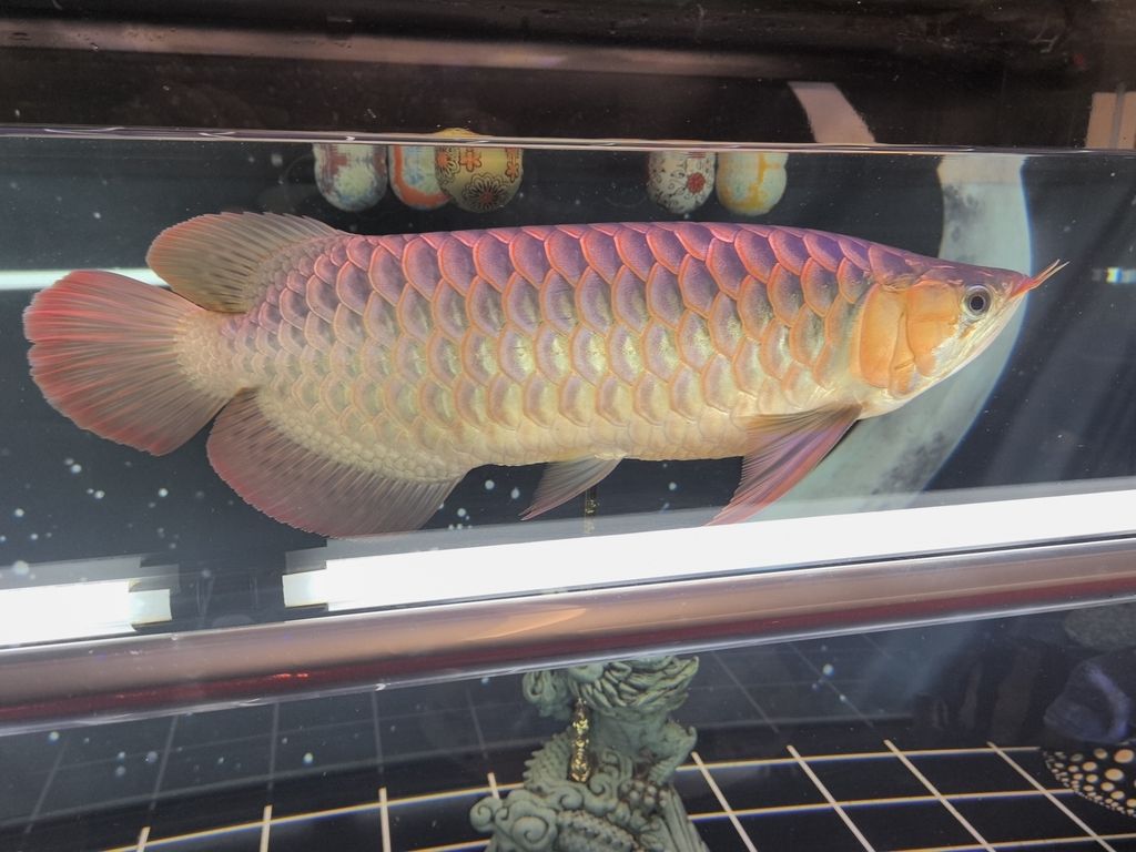 能紅嗎？