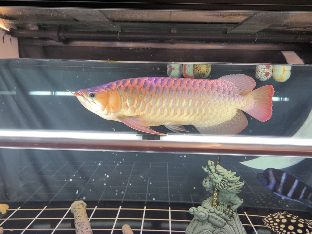 能紅嗎？