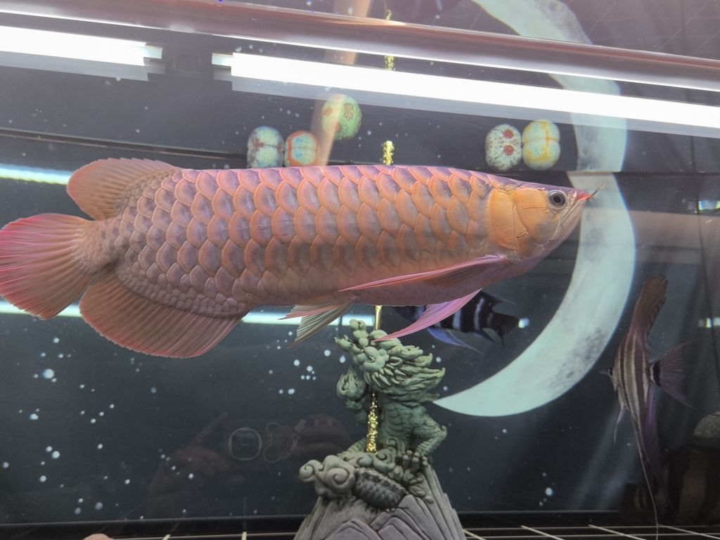 能紅嗎？