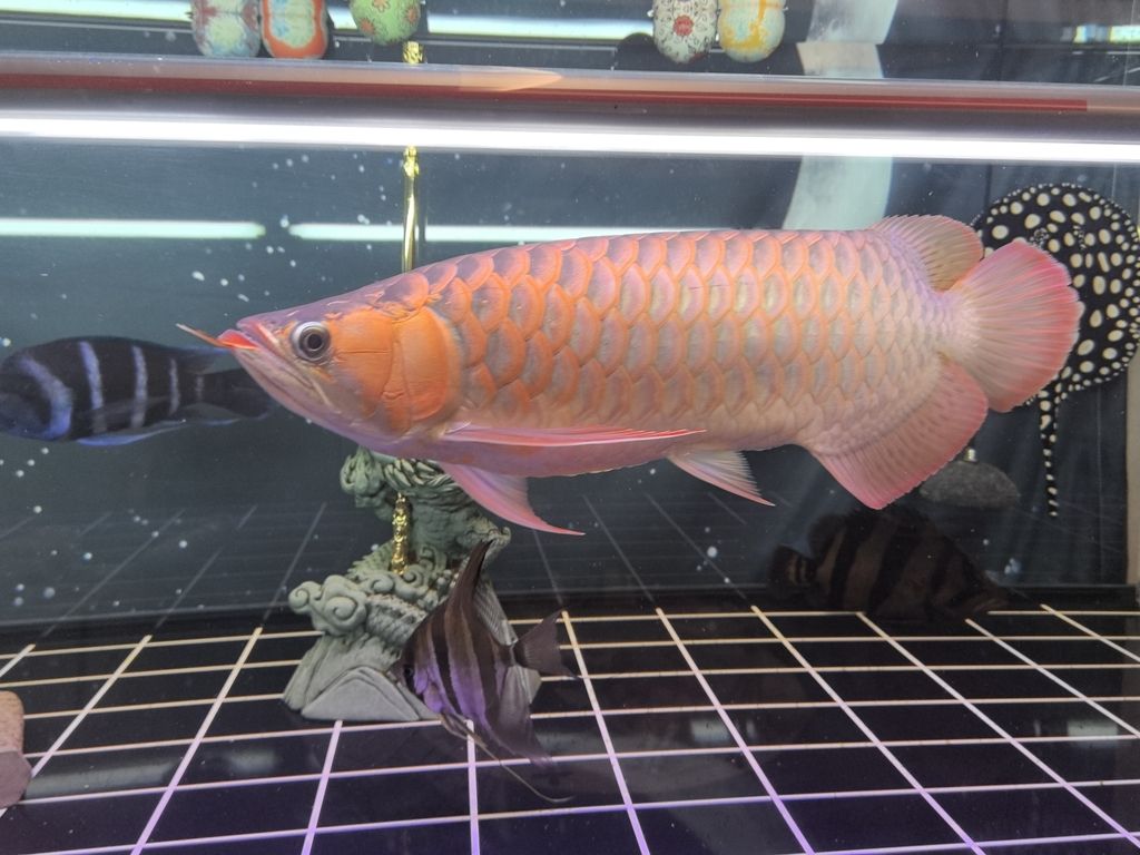 能紅嗎？