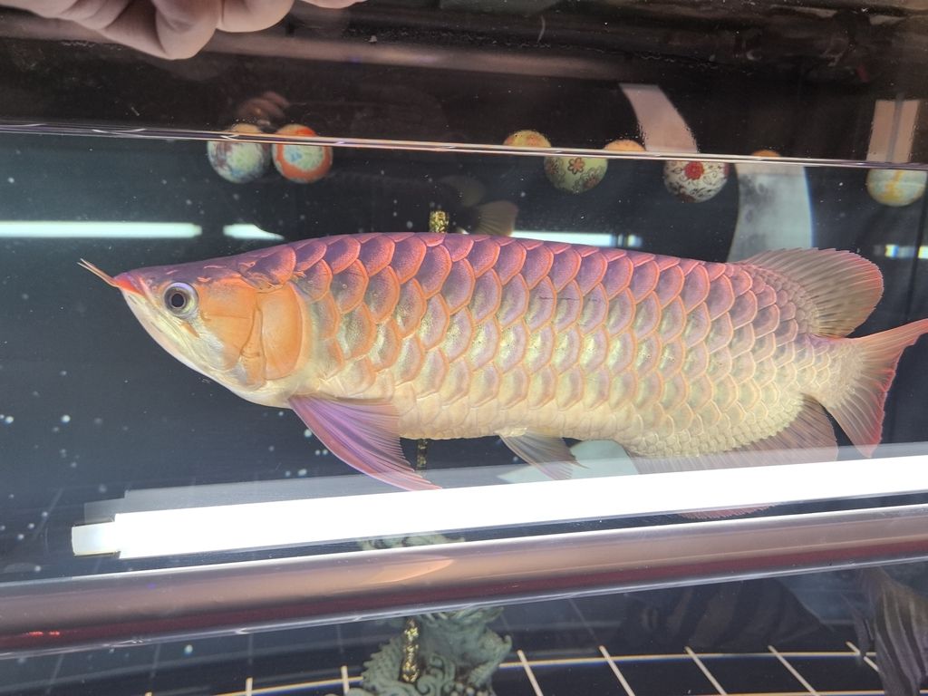 能紅嗎？
