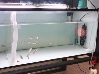 12公分虎魚怎么喂：12公分的虎魚怎么喂 12公分虎魚怎么喂：12公分的虎魚怎么喂 虎魚百科 第1張