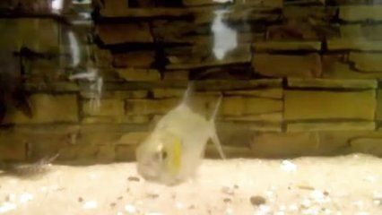 12公分虎魚怎么喂：12公分的虎魚怎么喂 12公分虎魚怎么喂：12公分的虎魚怎么喂 虎魚百科 第2張