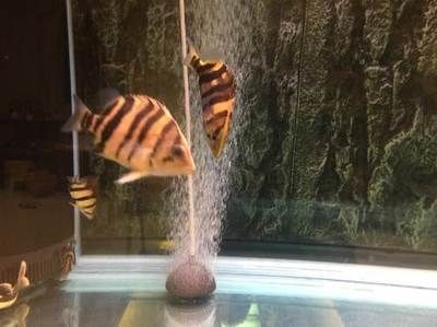 12公分虎魚怎么喂：12公分的虎魚怎么喂 12公分虎魚怎么喂：12公分的虎魚怎么喂 虎魚百科 第3張