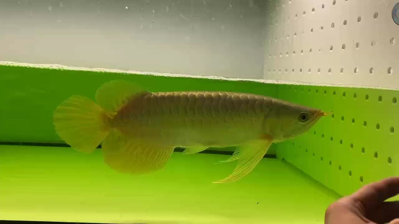 38公分極品大湖紅龍 38公分極品大湖紅龍 龍魚論壇