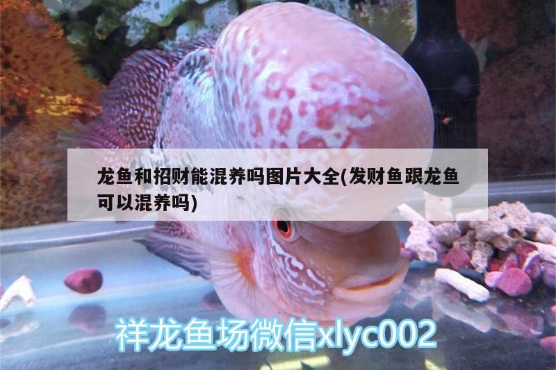 銀龍魚 龍魚和招財能混養嗎圖片大全(發財魚跟龍魚可以混養嗎) 紅龍魚百科 龍魚和招財能混養嗎圖片大全(發財魚跟龍魚可以混養嗎) 龍魚和招財能混養嗎圖片大全(發財魚跟龍魚可以混養嗎) 紅龍魚百科