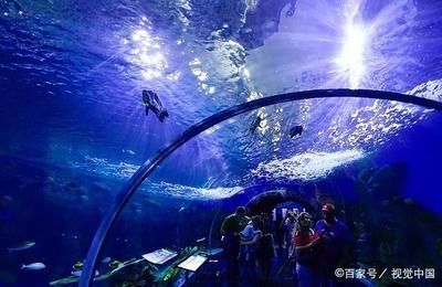 水族館的魚的種類：水族館中常見的魚類種類