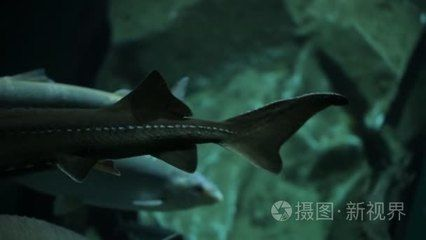 水族館的魚的種類：水族館中常見的魚類種類