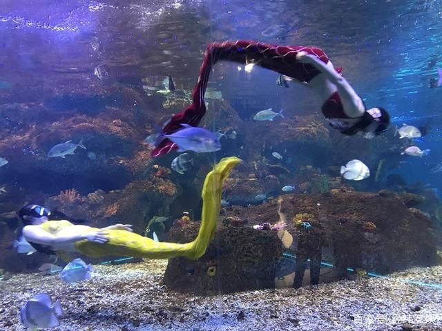 水族館的魚的種類：水族館中常見的魚類種類