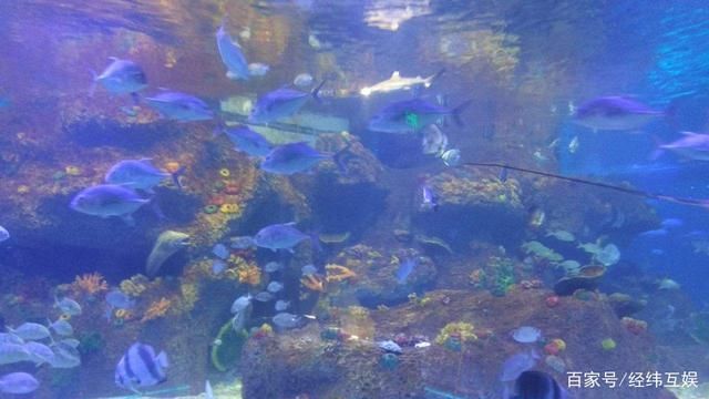 水族館的魚的種類：水族館中常見的魚類種類