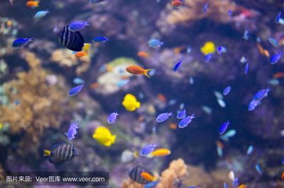 水族館的魚的種類：水族館中常見的魚類種類
