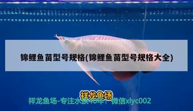 錦鯉魚苗型號(hào)規(guī)格(錦鯉魚苗型號(hào)規(guī)格大全)