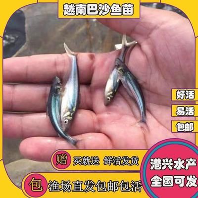 屬蛇本命年佩戴什么好？吉祥飾品助你化解太歲，屬蛇本命年吉祥飾品推薦，化解太歲必備指南