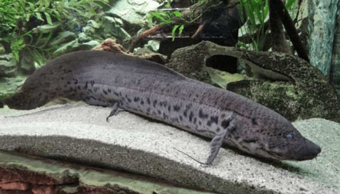 臨汾可麗愛魚缸專賣店：臨汾可麗愛魚缸專賣店，打造水族愛好者的夢幻家園