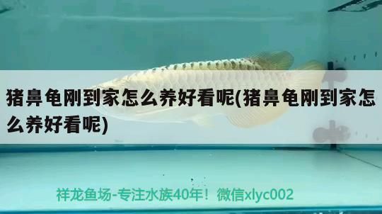 豬鼻龜剛到家怎么養好看呢(豬鼻龜剛到家怎么養好看呢)