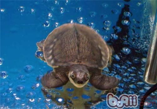 豬鼻龜飼養環境圖片欣賞：豬鼻龜是淡水龜還是海水龜