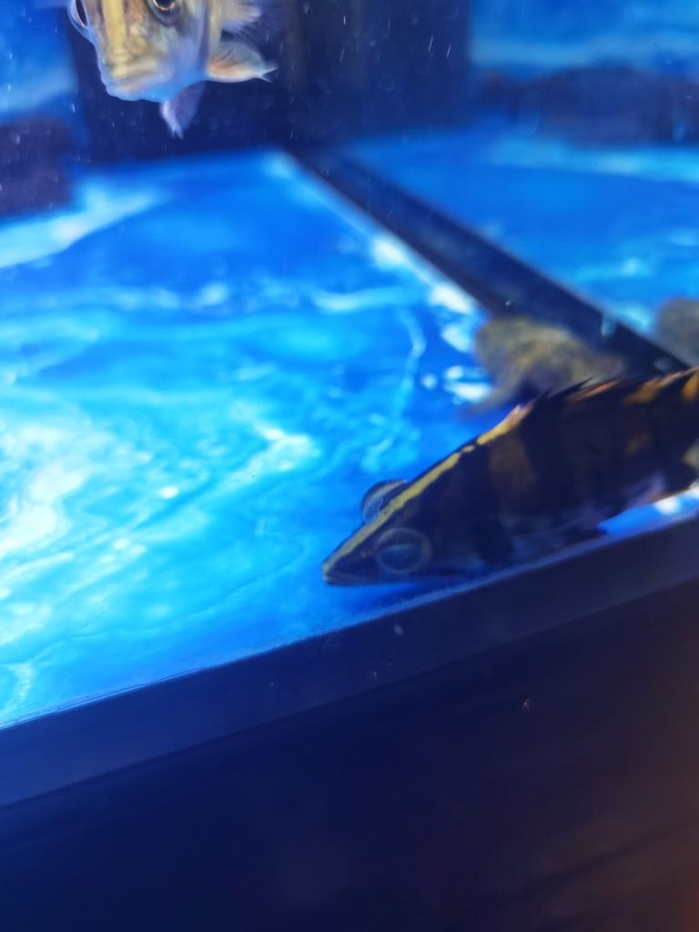 虎魚鼓眼了